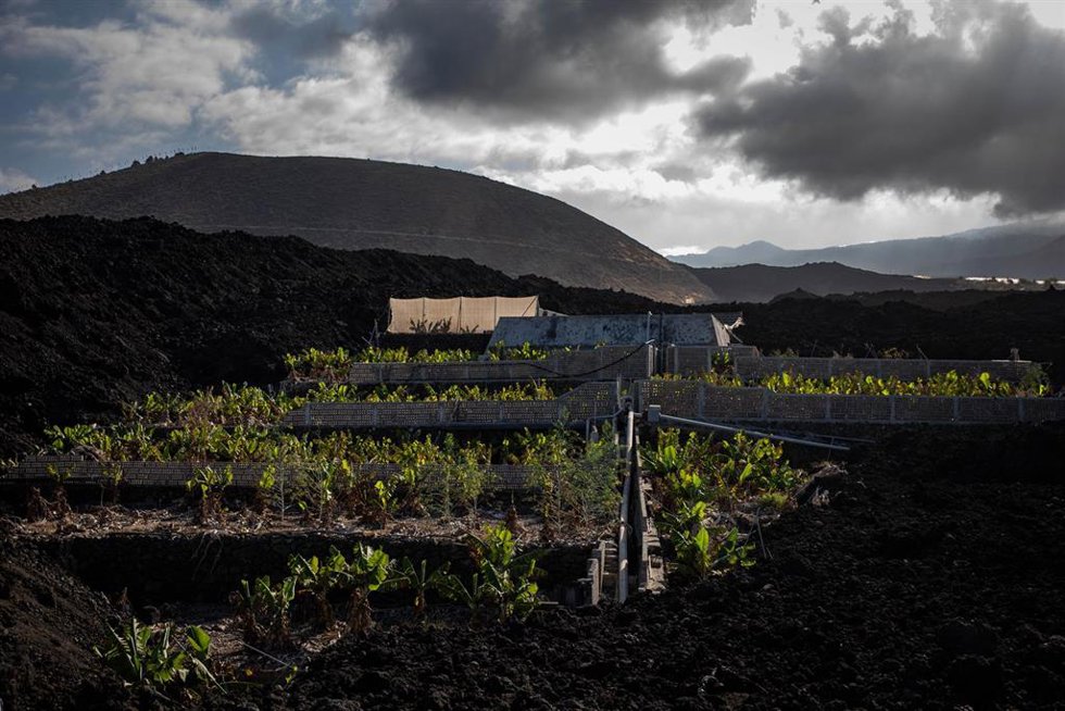 Archivo - Una finca de cultivo de plátano rodeada por la lava en el municipio de Tazacorte, a 14 de septiembre de 2022, en La Palma, Santa Cruz de Tenerife Canarias (España). La erupción del volcán Tajogaite (Cumbre Vieja) en 2021 provocó grandes afecci