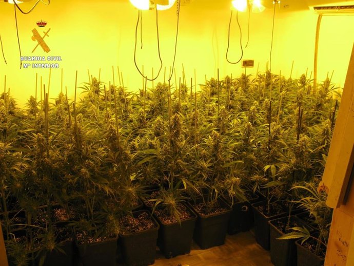 Archivo - Marihuana intervenida, en una imagen de archivo