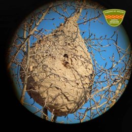 Archivo - El nido de avispa asiática hallado en Fraga en enero de 2025, a través de un catalejo.