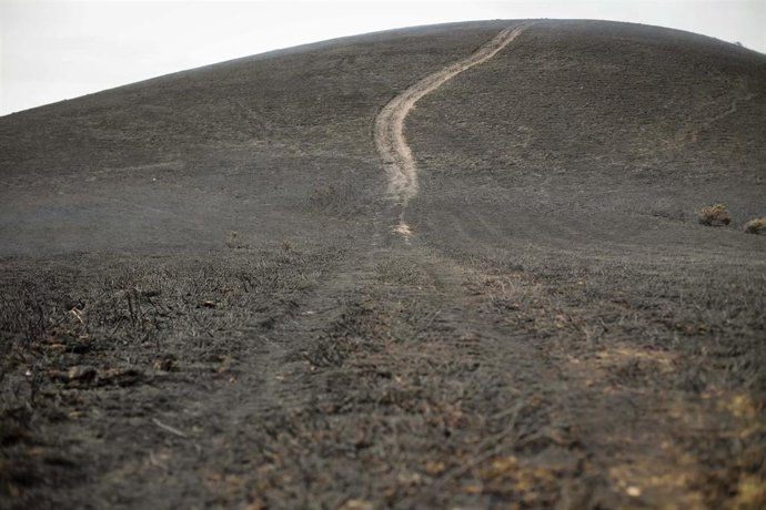 Archivo - Vegetación afectada con motivo del incendio forestal, a 29 de marzo de 2023, en Baleira, Lugo, Galicia (España). El incendio forestal que afecta al ayuntamiento lucense de Baleira ha alcanzado las 120 hectáreas de superficie quemada.