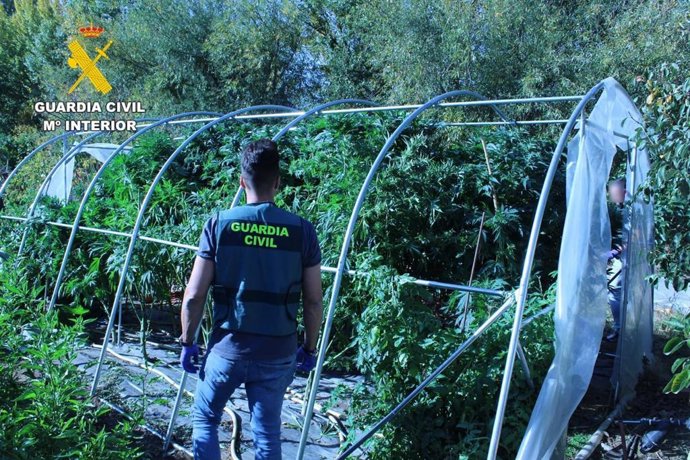 La Guardia Civil desarticula un punto de cultivo de cannabis en La Bañeza (León) en la operación "Francon"