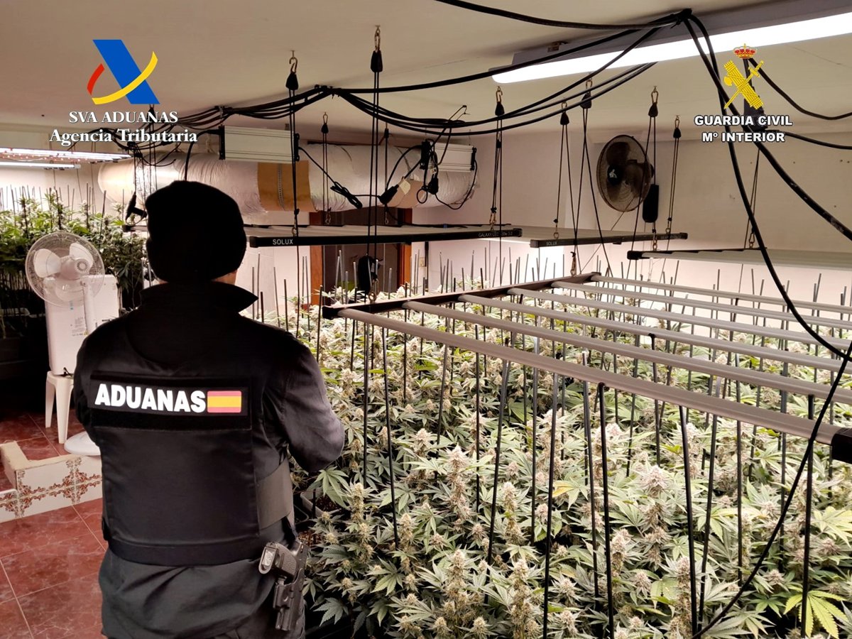 Desmantelada una nueva plantación indoor en Trijueque (Guadalajara) de 612 plantas y 66 kilos de marihuana