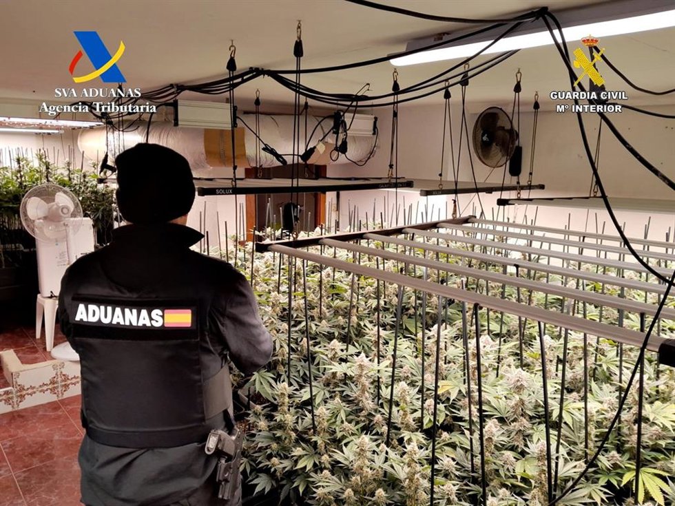 Plantación de marihuana.