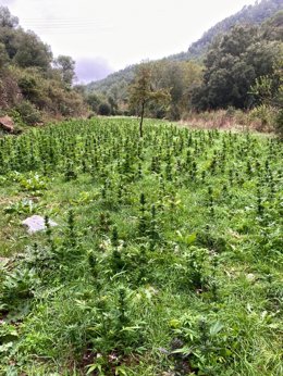Plantación de marihuana hallada por los Mossos d'Esquadra en Pontils (Tarragona)