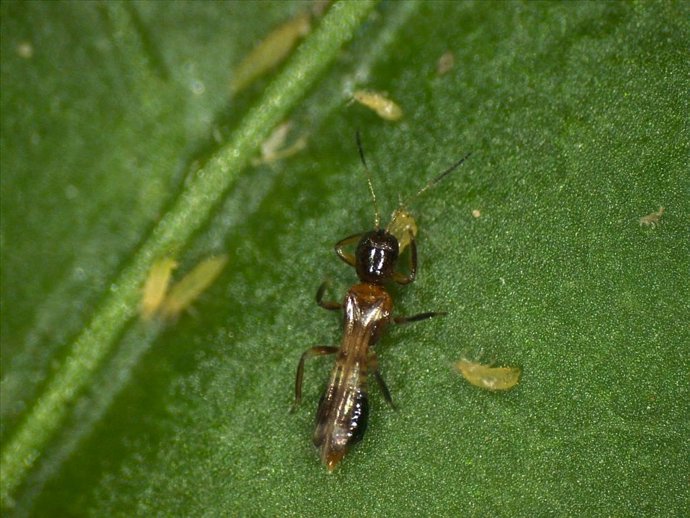 Ejemplar de ‘Franklinothrips megalops’ sobre larvas de ‘Thrips parvispinus’.