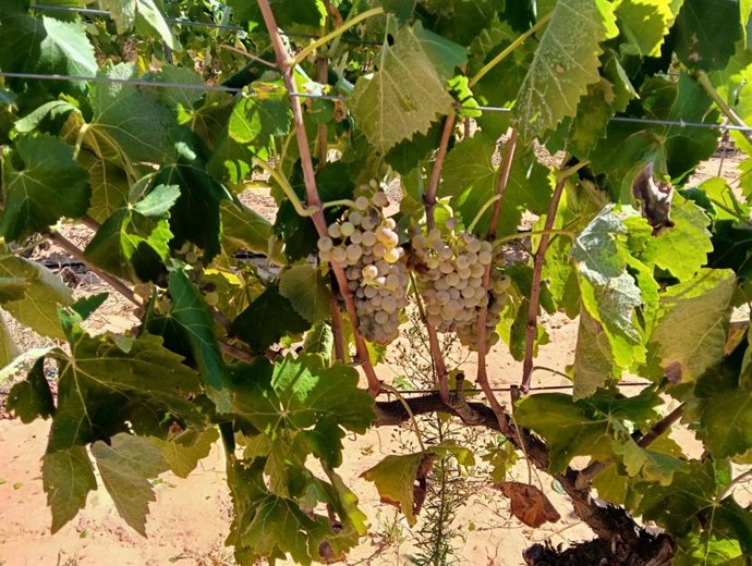 Archivo - Imagen de archivo de una vid.