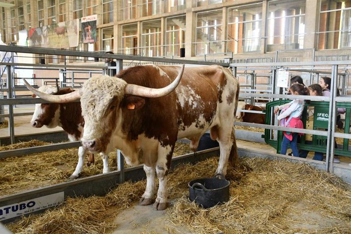 Archivo - Escolares pasan por uno de los establos de Fegasur en la edición de 2023.