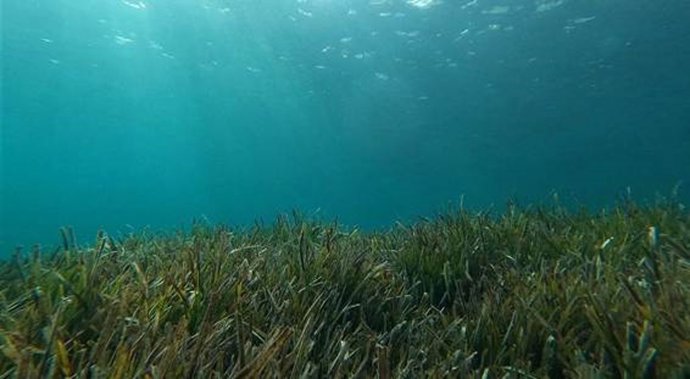 Las praderas submarinas pueden almacenar el mismo o más CO2 que los bosques tropicales, según un estudio del CEAB-CSIC