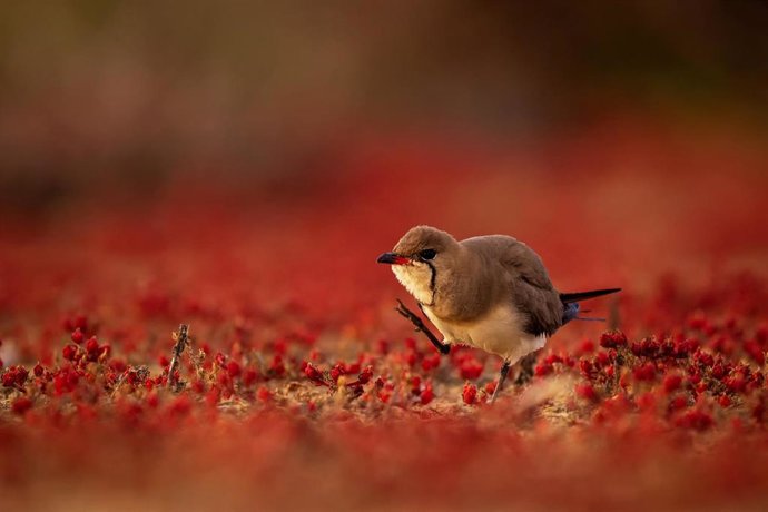 Archivo - Primer premio del certamen fotográfico Alas del Odiel.