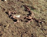 Foto: Asaja denuncia la muerte de cuatro terneros tras varios ataques de buitres en Sieteiglesias de Tormes (Salamanca)