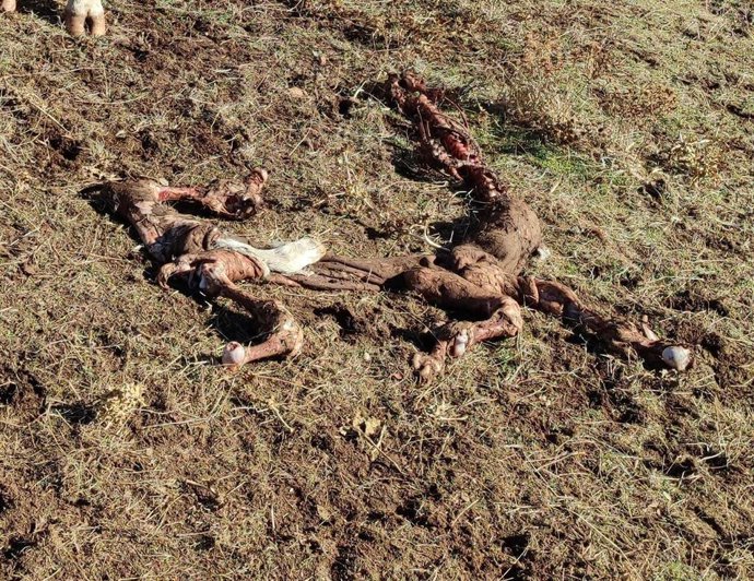 Restos de terneros muertos tras un ataque de buitres en Sieteiglesias de Tormes (Salamanca).