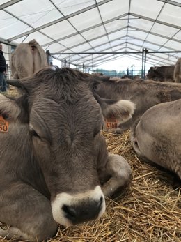 Archivo - Vaca, ganado, feria, vacuno