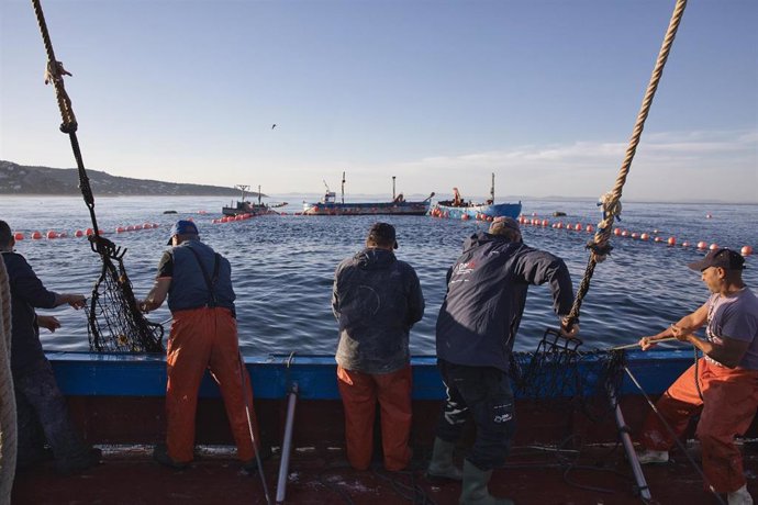 Archivo - Varios pescadores durante la ‘levantá’ del atún en las inmediaciones de Barbate, a 27 de mayo de 2025, en Barbate, Cádiz, Andalucía.