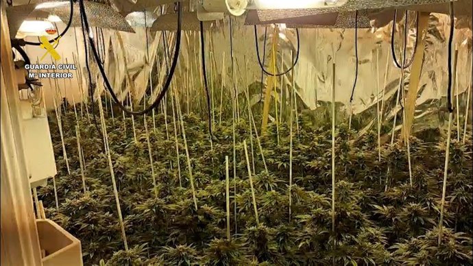 Plantas de marihuana intervenidas por la Guardia Civil.