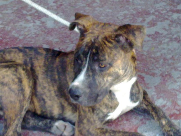 Archivo - Un pitbull