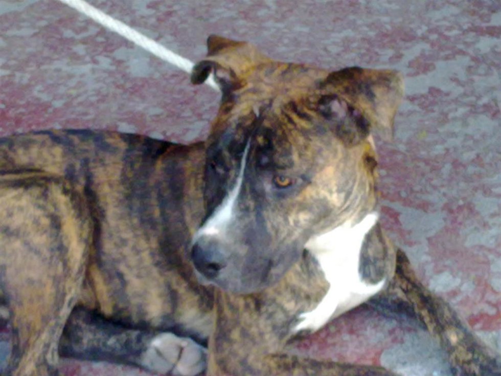 Archivo - Un pitbull