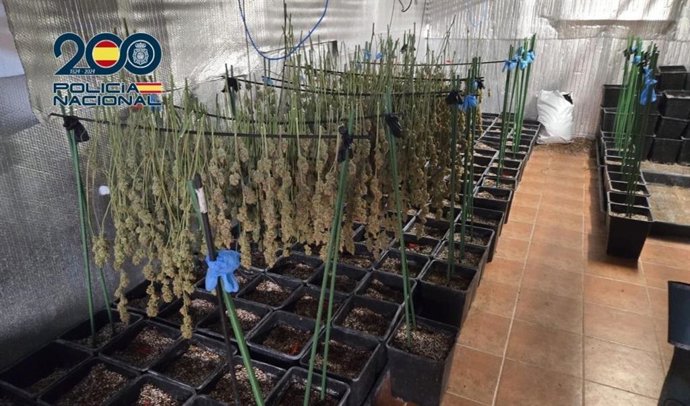 La Policía Nacional desarticula una plantación de cultivo intensivo de cannabis y detiene a cuatro personas.
