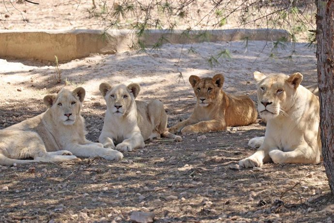 El león Tzigane (i) junto a dos hermanos y su madre