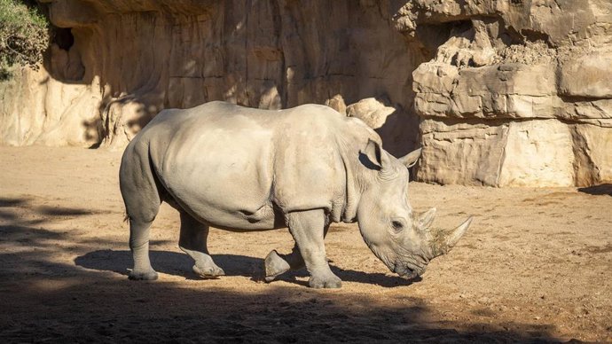 Vídeo de la noticia