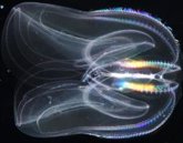 Foto: Una herramienta basada en IA es capaz de predecir funciones desconocidas de cualquier proteína