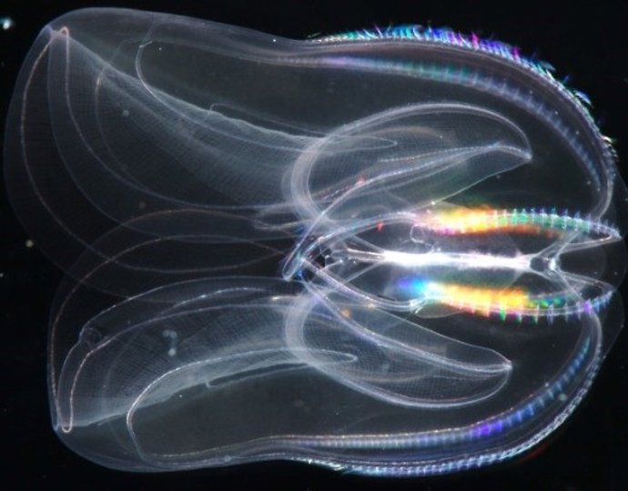 Una herramienta basada en IA es capaz de predecir funciones desconocidas de cualquier proteína.