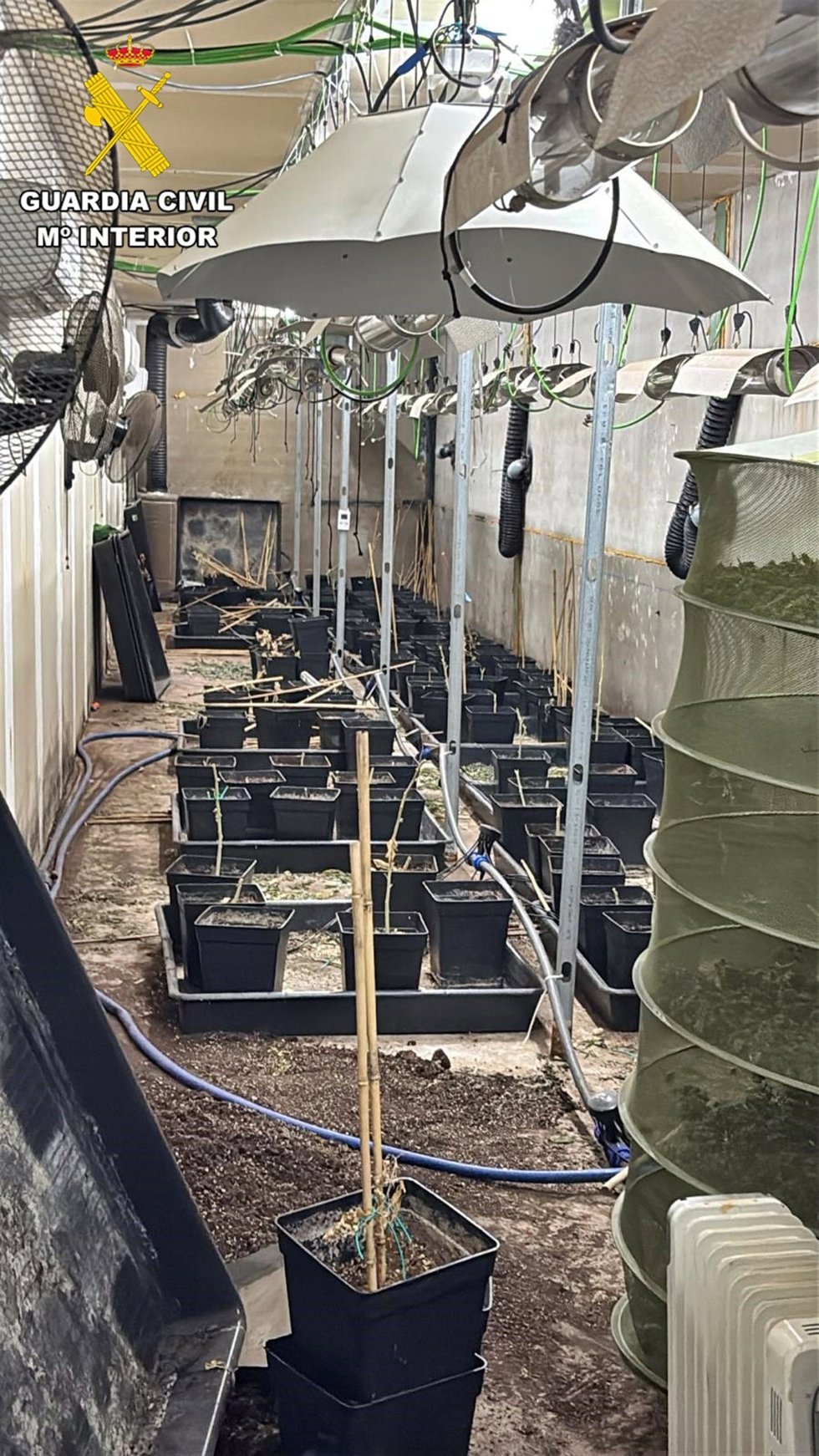 Plantación de marihuana desmantelada en Don Benito