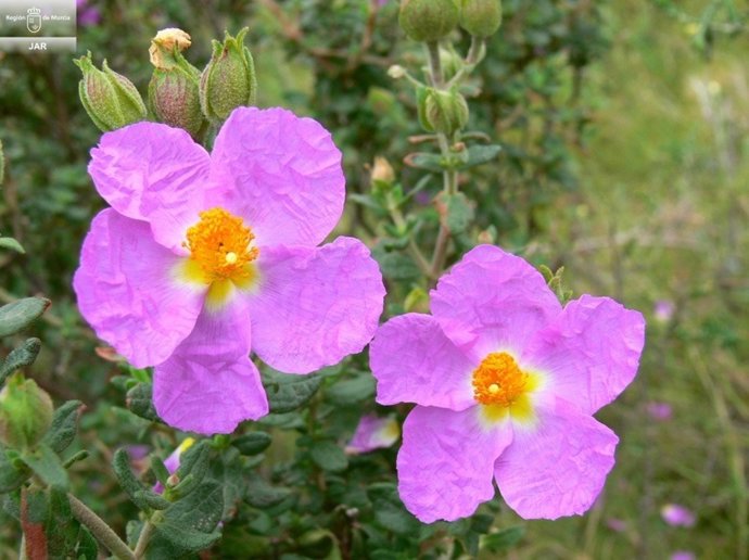 Jara de Cartagena (Cistus heterophyllus subsp. Carthaginensis).