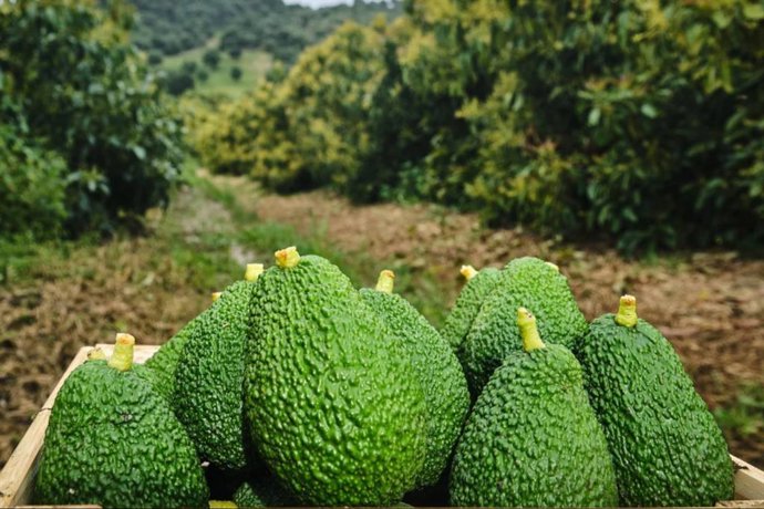 El aguacate de origen controlado; una apuesta por el cultivo responsable