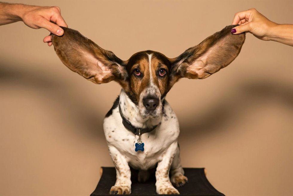5 Razas De Perros Tranquilos Para Quienes Buscan Paz Y Silencio En Casa, Según Los Veterinarios