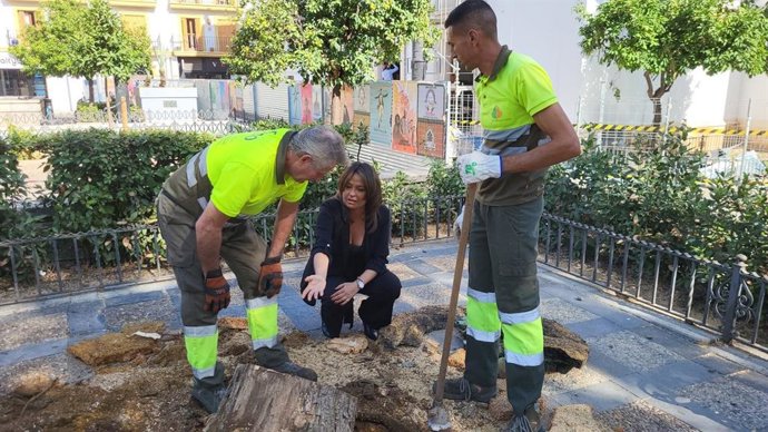 La delegada de parques y jardines del Ayuntamiento de Sevilla, Evelia Rincón, en las actuaciones en la Plaza de la Concordia