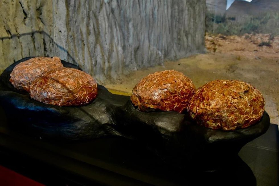 Nueva vitrina con huevos de titanosaurios descubiertos en el yacimiento cretácico de Poyos (Guadalajara).