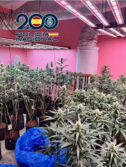 Detingut un home després de desmantellar dos cultius amb 465 plantes de marihuana a Elda i Petrer