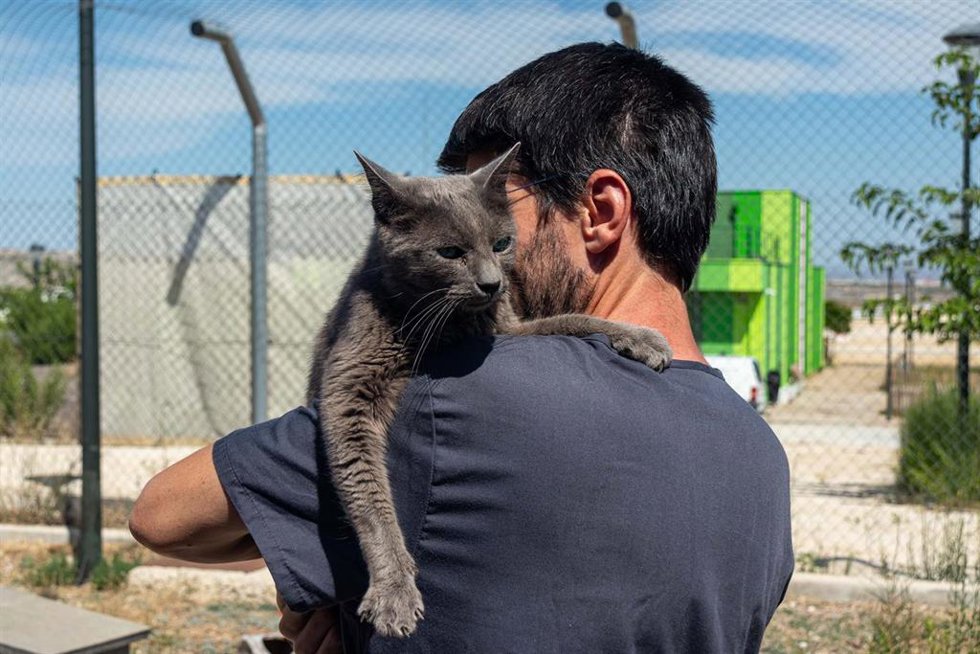 Archivo - El recinto para gatos del Centro de Protección Animal se amplía para acoger la colonia felina del Portillo