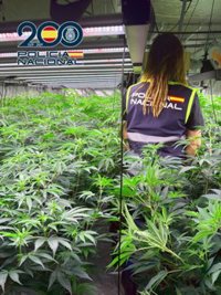 Desarticulan un grupo criminal dedicado al cultivo masivo de marihuana en la provincia de Alicante
