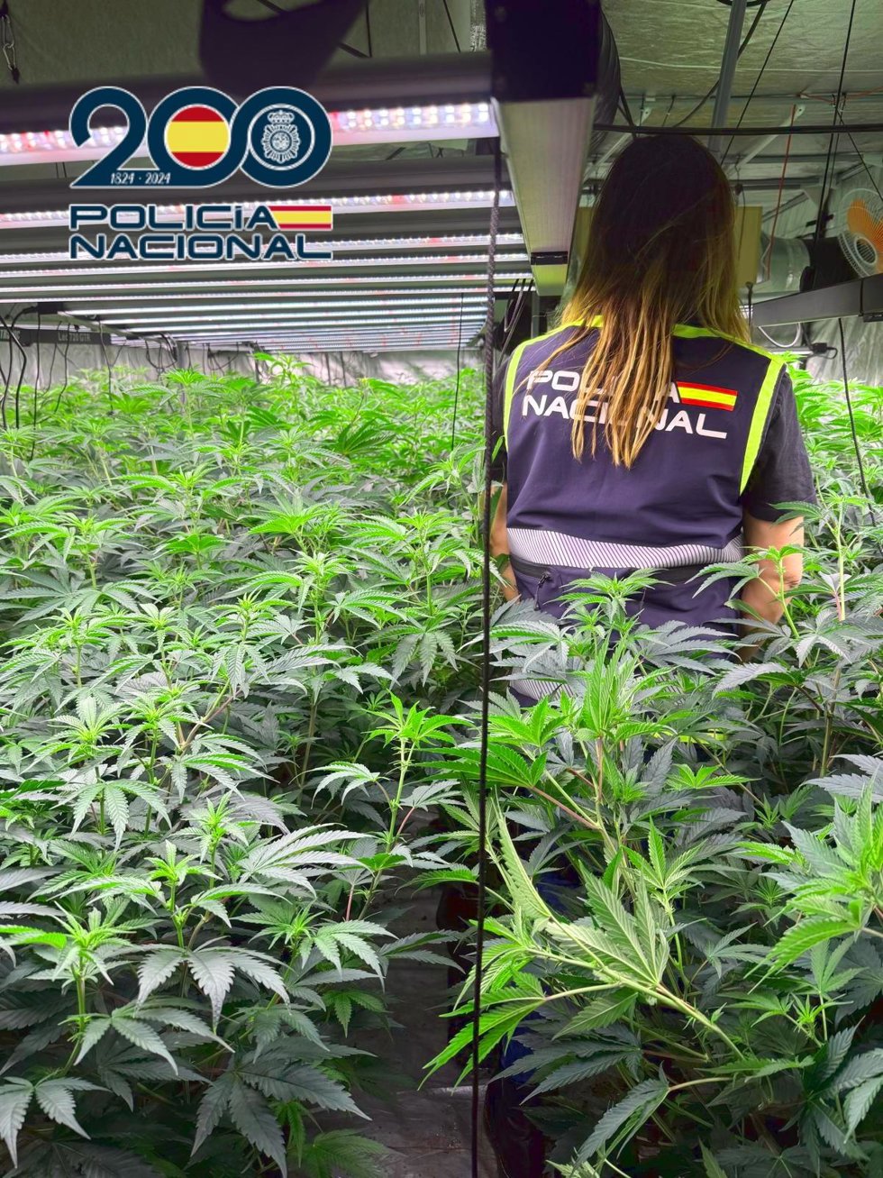 Plantación de marihuana intervenida en la operación