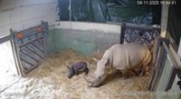 El Bioparc Valencia vive con emoción el primer nacimiento de un rinoceronte