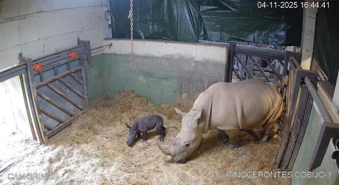 Nacimiento de rinoceronte en Bioparc