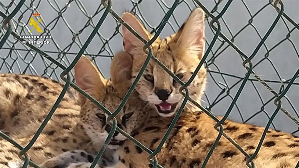 Servales incautados por la Guardia Civil