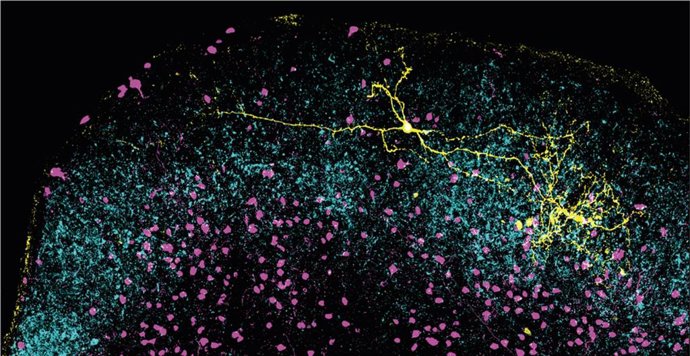 Una neurona inhibitoria (amarilla) se extiende por el colículo superior, en una compleja red que podría ayudar a suprimir señales visuales del entorno. Las terminales de células ganglionares de la retina, en cian, y en magenta neuronas inhibitorias