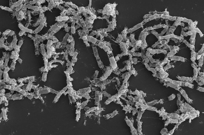 Vista a microscopio de microalgas marinas investigadas durante un estudio de la Universidad de Cádiz