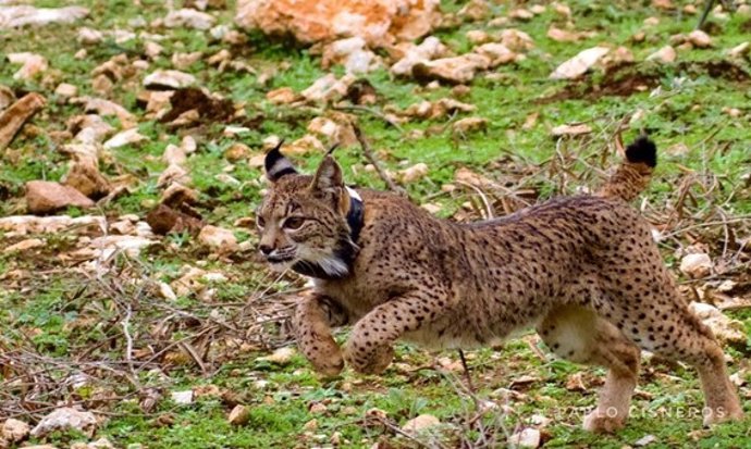El comportamiento y adaptación del lince ibérico varía notablemente según la fase de su vida, según revela un estudio