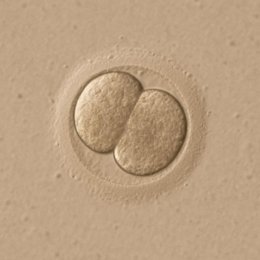 Estudio sobre el inicio de la identidad personal humana