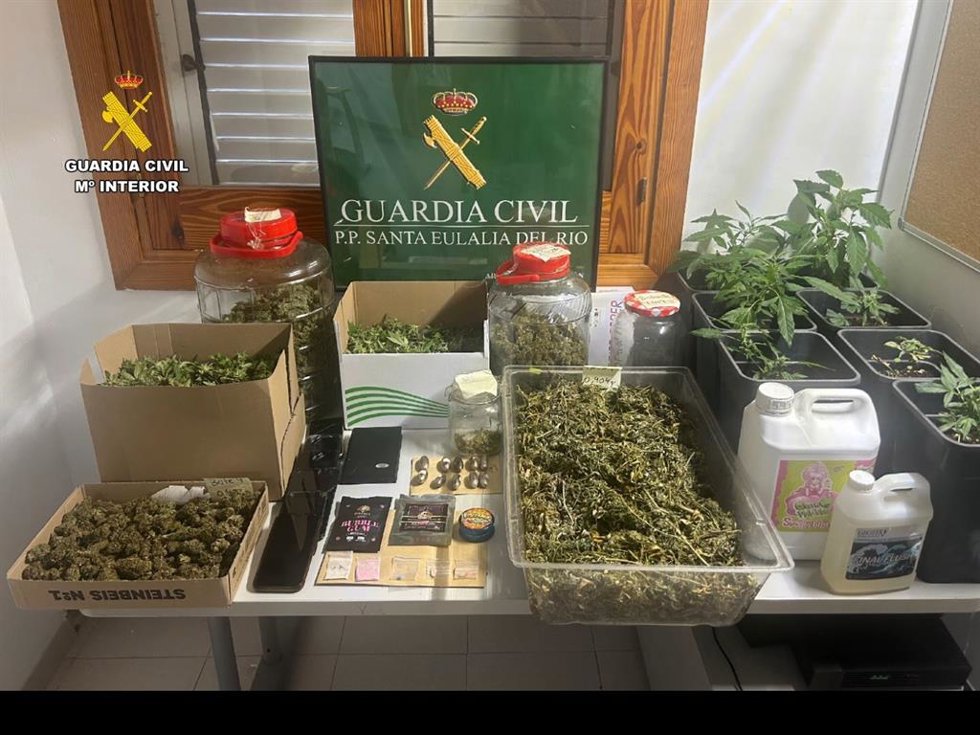 Detenido el responsable de una plantación de marihuana en una vivienda de Santa Eulria.