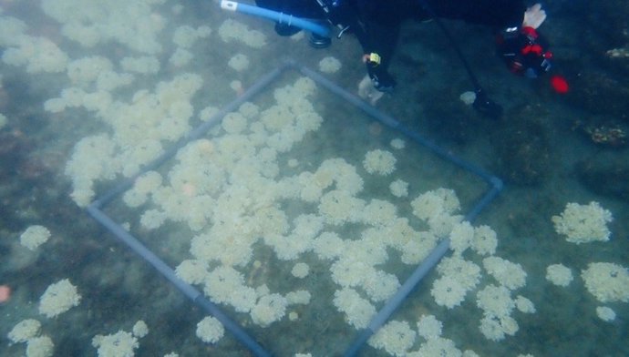 El registro de esta especie confirma que las condiciones ambientales del Mediterráneo occidental comienzan a ser favorables para especies de origen tropical