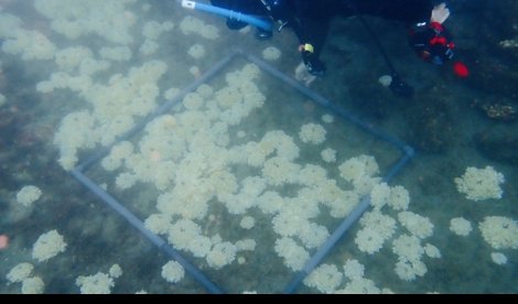 notibrasil sociedade