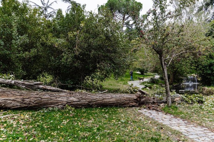 Archivo - Un árbol caído en el parque del Oeste, a 3 de noviembre de 2023, en Madrid (España).