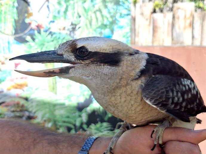 Terra Natura Benidorm incorpora a su exhibición de aves rapaces un cucaburra rescatado de un particular