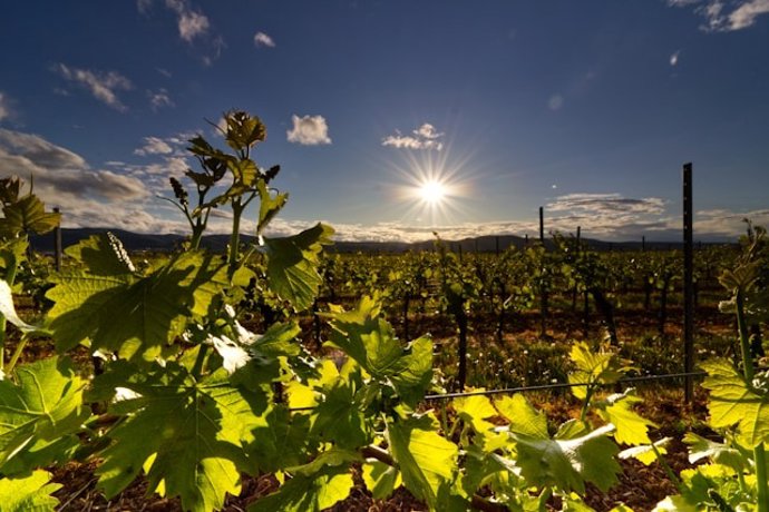 Celebra el Día del Enoturismo