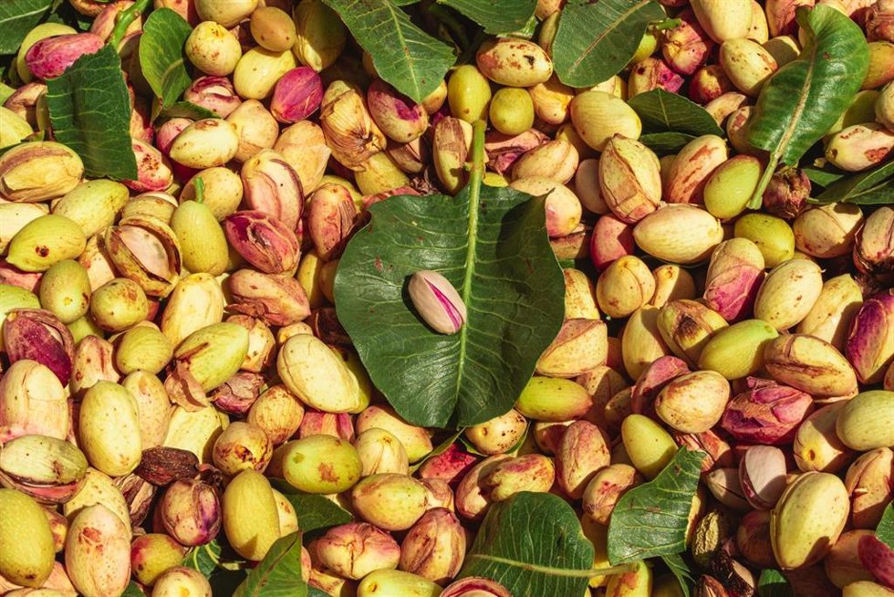 Archivo - Pistachos.