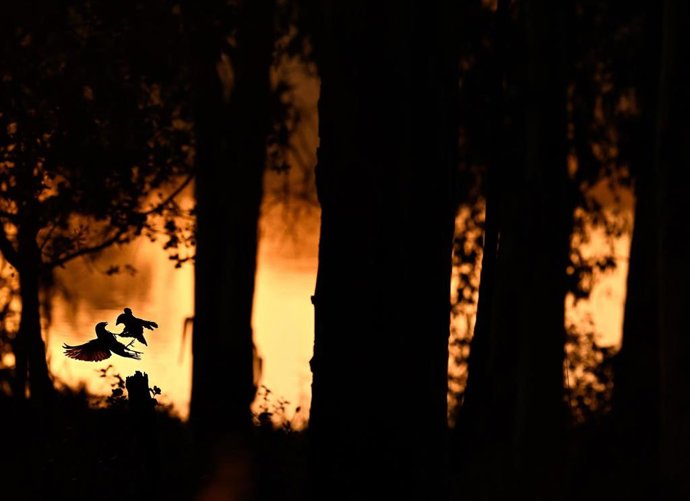 El jurado de los Premios FotoAves 2025 de SEO/BirdLife ha otorgado el galardón a la mejor fotografía del año a la obra 'Pactando', del fotógrafo extremeño Joaquín Figueredo.